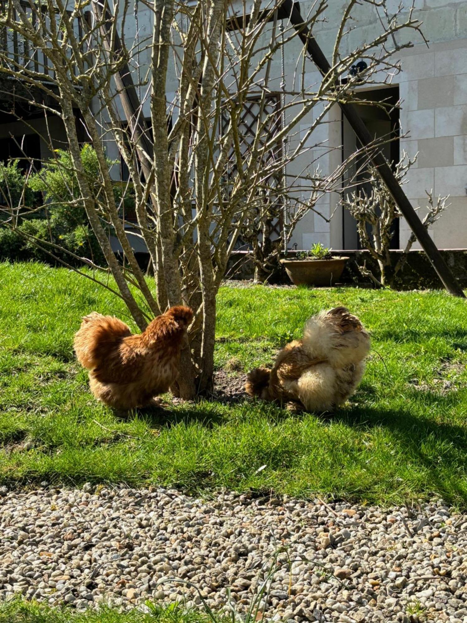 Le Petit Hureau Saumur Exterior foto